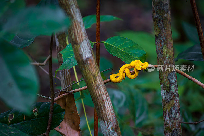哥斯达黎加卡惠塔国家公园的睫毛蝰蛇(Bothriechis schlegelii)